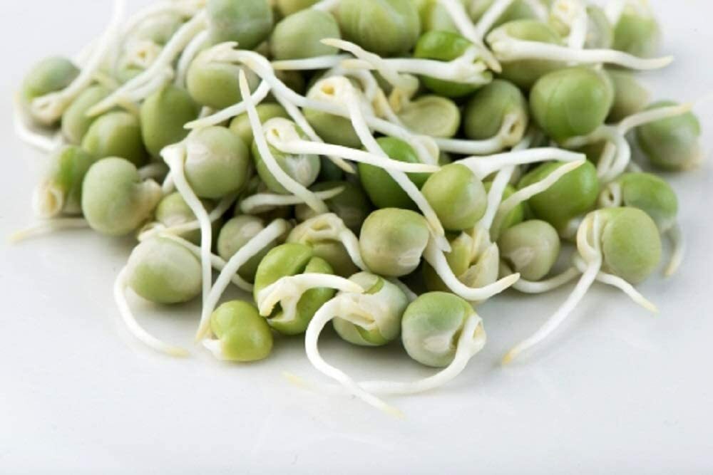 Green Pea Seeds for Sprouting Microgreens, "COOL BEANS n SPROUTS" Brand gallery