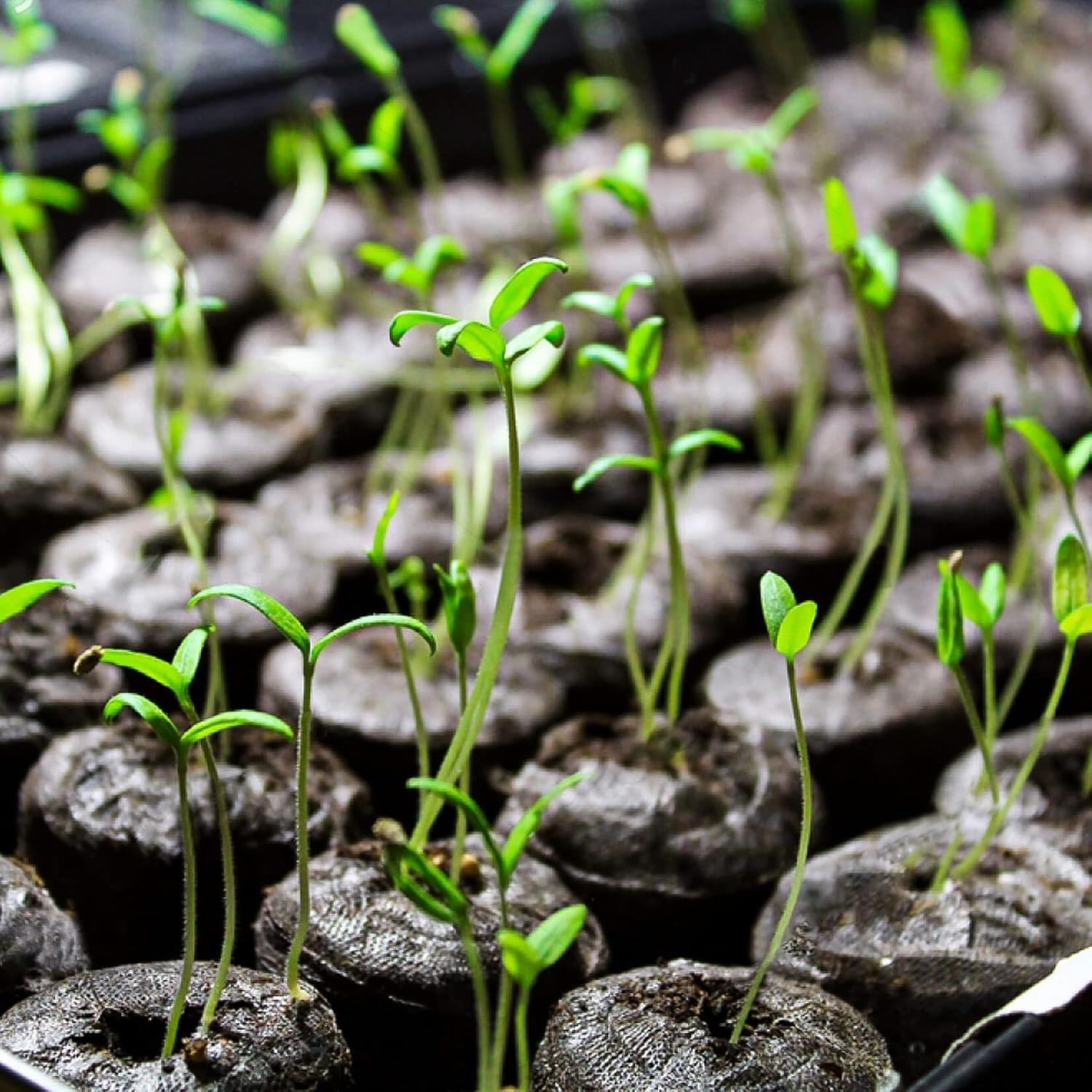 50PCS Peat Pellets for Seedlings - 30MM Seed Starter Pellets Peat Pods for Start gallery