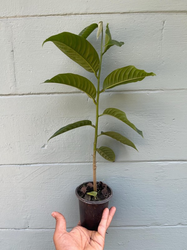 Live Rollinia Fruit Tree Rollinia Deliciosa Rare Tropical Biriba Plant gallery