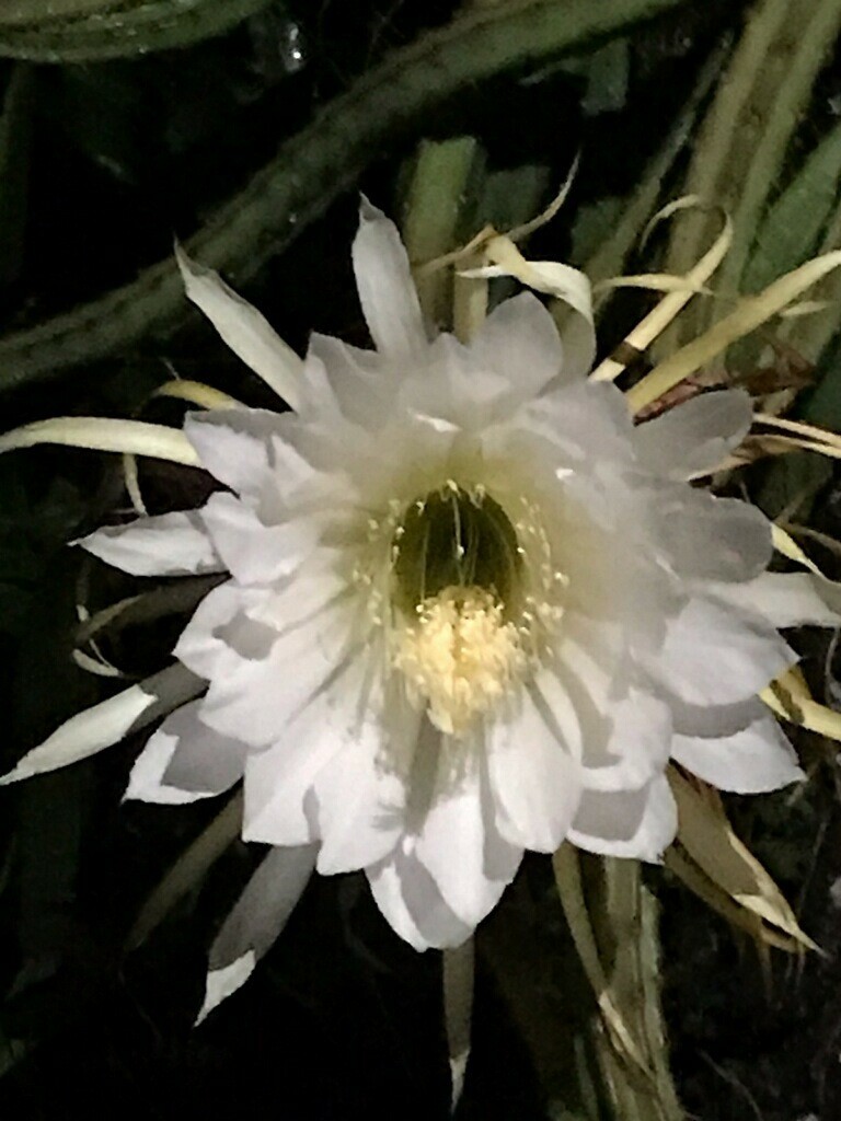 8 Night Blooming Cereus Cactus Rooted Healthy Cuttings!!! Very Easy to Grow gallery