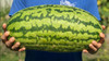 RARE GIANT FLORIDA WATERMELON FRUIT -10+ SEEDS -COMBINE SHIPPING DISCOUNT - US gallery