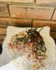 Red Baby’s Grass Pick, 9” gallery