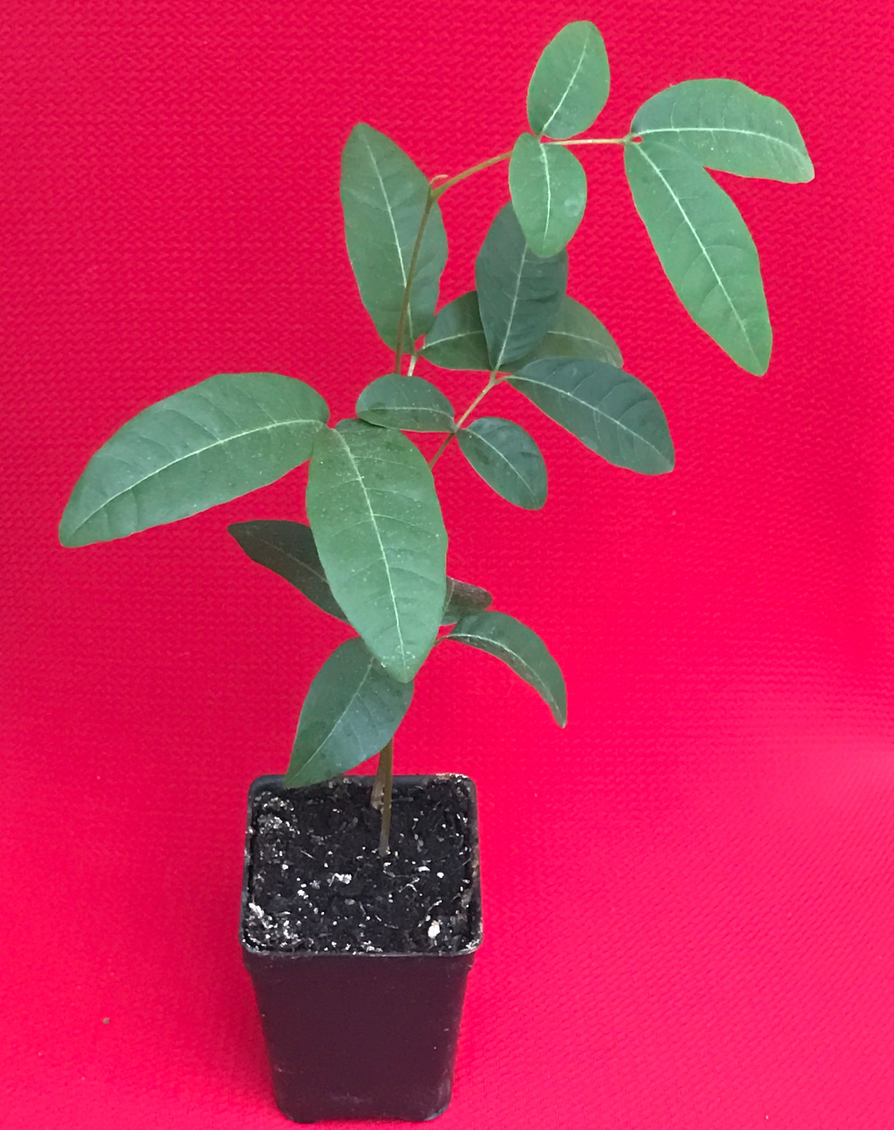 Longan Dimocarpus Dragon Eye Seedling Plant Tropical Fruit Tree gallery