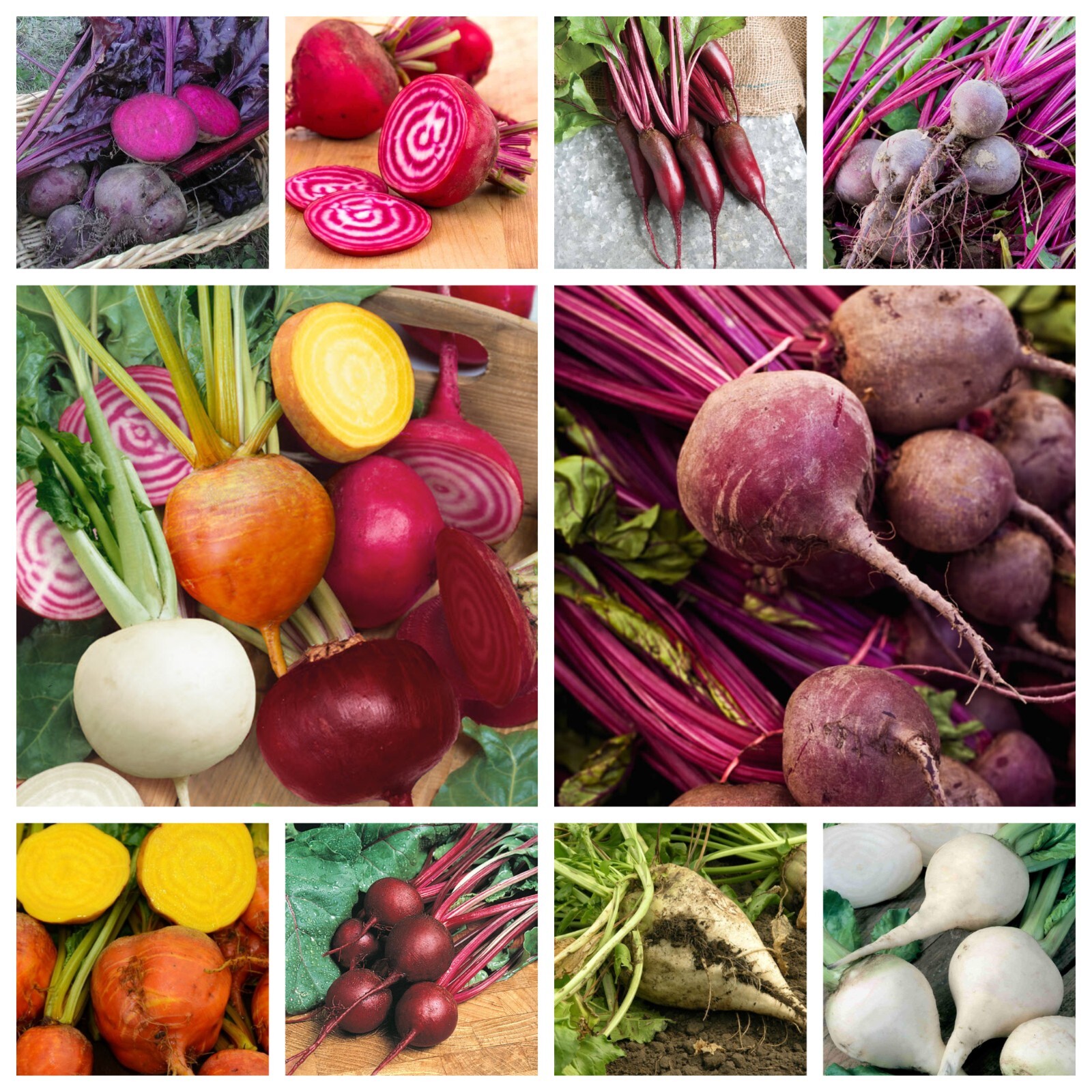 Beet Seeds Collection, NON-GMO, 10 Varieties to Choose From, FREE SHIPPING gallery