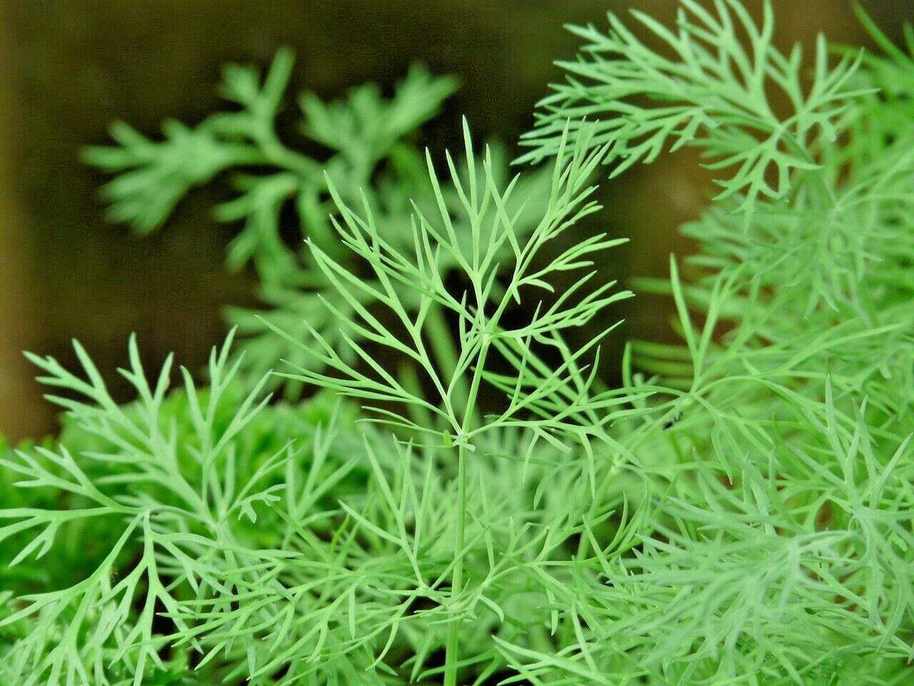 DILL 350 SEEDS SPRING INSECT REPELLENT HERB GARDEN SPICE NON-GMO HEIRLOOM USA gallery
