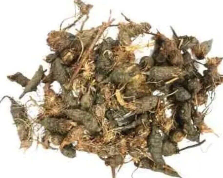 Pure Nagarmotha Roots, Nutsedge Grass, Nagarmotha Jadd Herbs jadi buti gallery