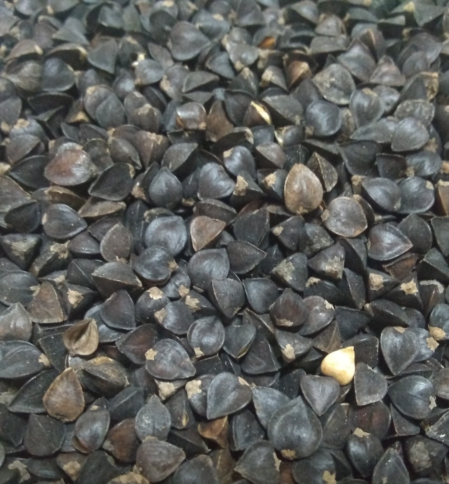 Buckwheat Seeds " Excellent Deer Or Turkey Food Plot " 10 Lbs. gallery