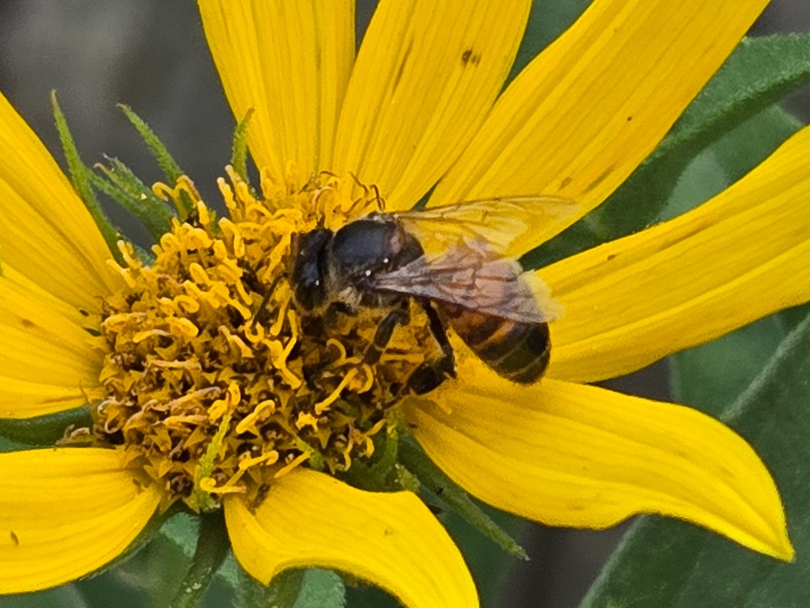 1 GRAM + False Sunflower/NATIVE NE US/Heliopsis Helianthoides/ORGANIC gallery