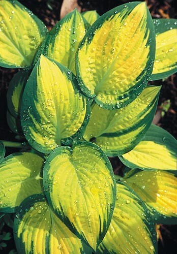 hosta ORANGE MARMALADE medium new colorful 2.5" pot = 1 Live Potted Plant gallery