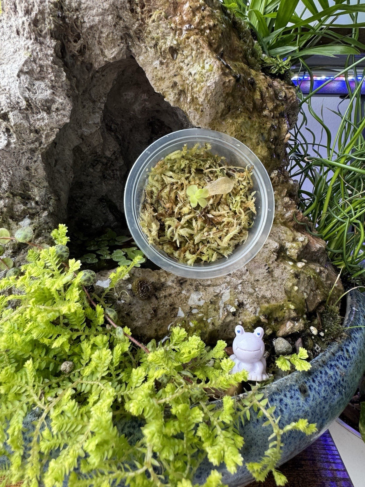 Butterwort - Pinguicula Sethos - Carnivorous Plant Start Propagation Kit gallery