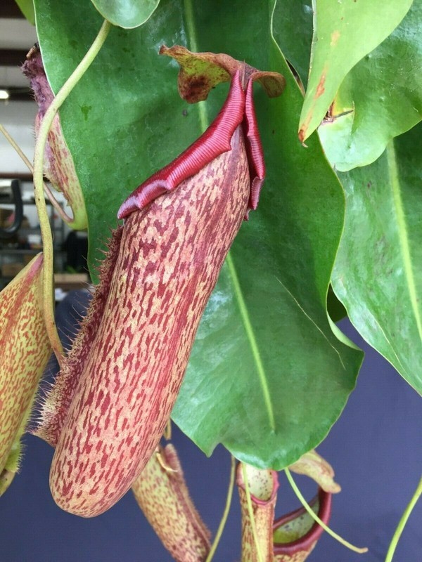Nepenthes Miranda, Pitcher Plant. Rooted Carnivorous Plant Shipped in 2.5" Pot gallery