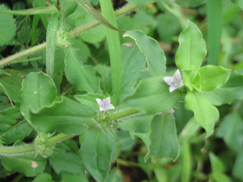 Spermacoce hispida FALSE BUTTONWEED - SEEDS!