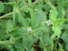 Spermacoce hispida FALSE BUTTONWEED – SEEDS!