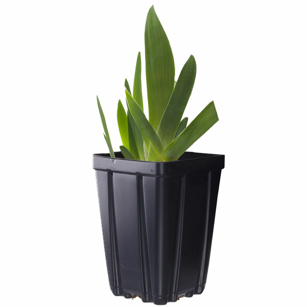 All Night Long Iris Plant Quart Pot | Fragrant Purple Black Flowers Perennial gallery