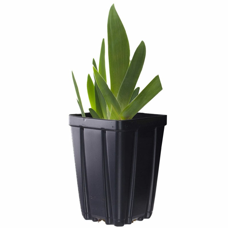 Ghost Train Bearded Iris Plant Quart Pot | Black Flowers Perennial gallery