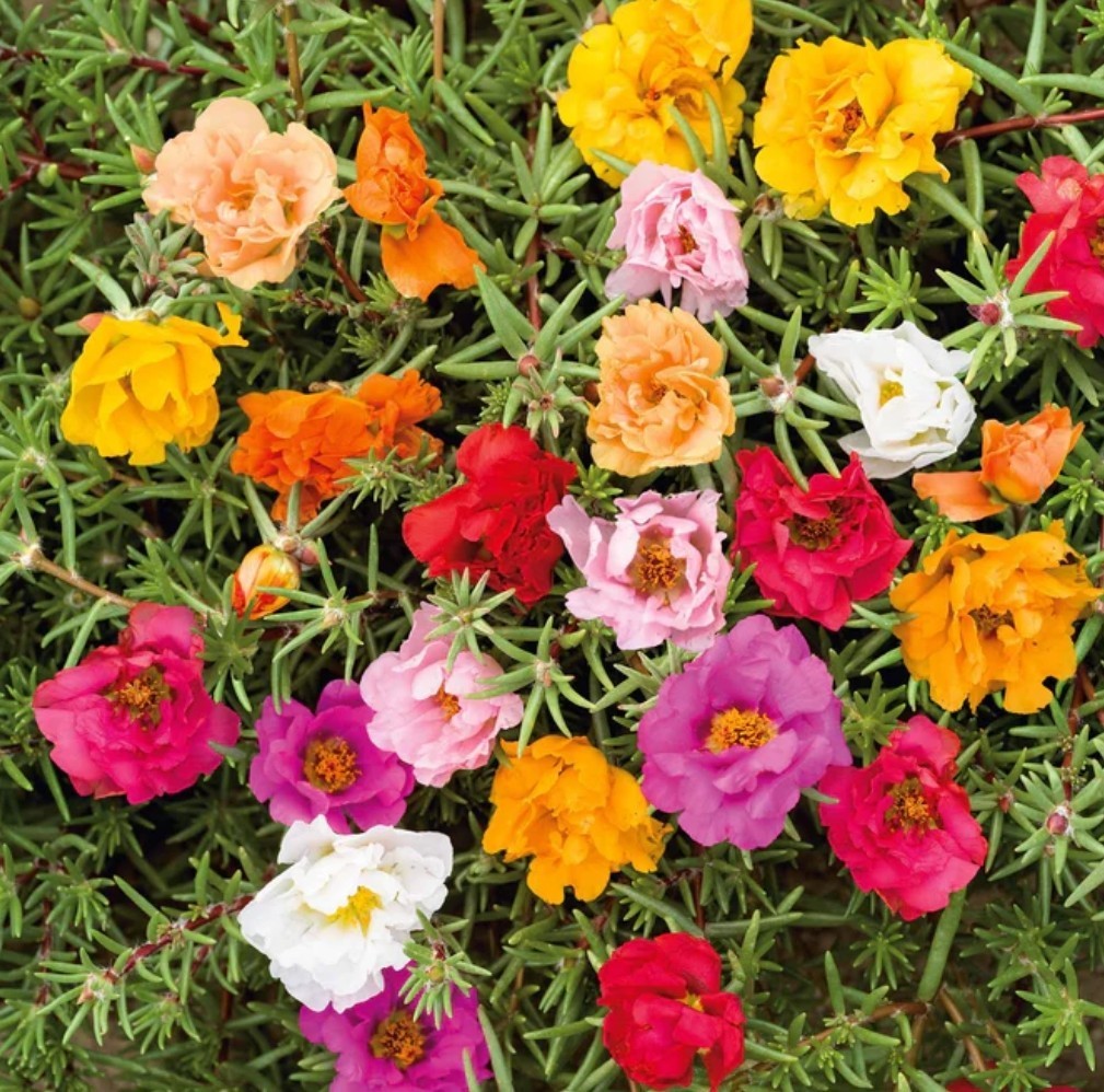 750+ Moss Rose Seeds **Fresh Seeds ** ~~Free Shipping~~ gallery