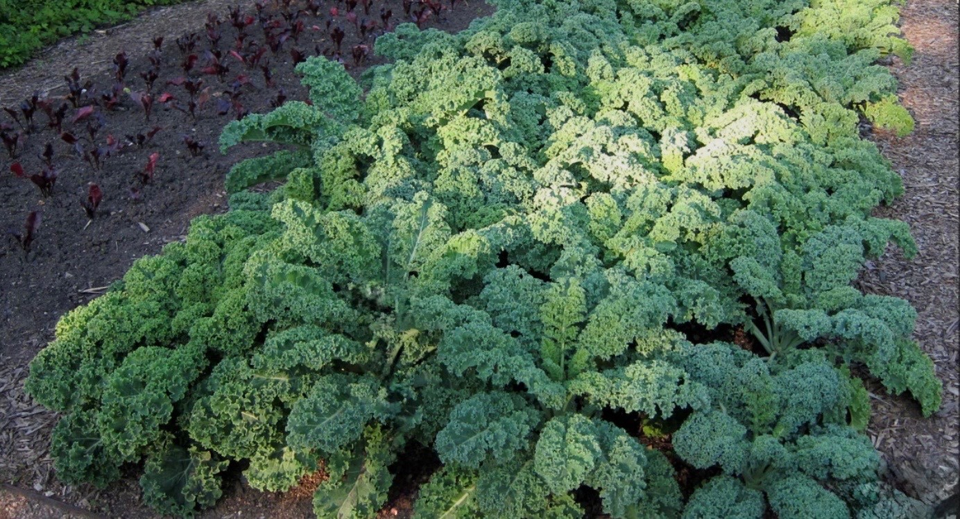 200+ Vates Blue Curled Scotch KALE - Fresh Organic Seeds - Heirloom USA 🇺🇸 gallery