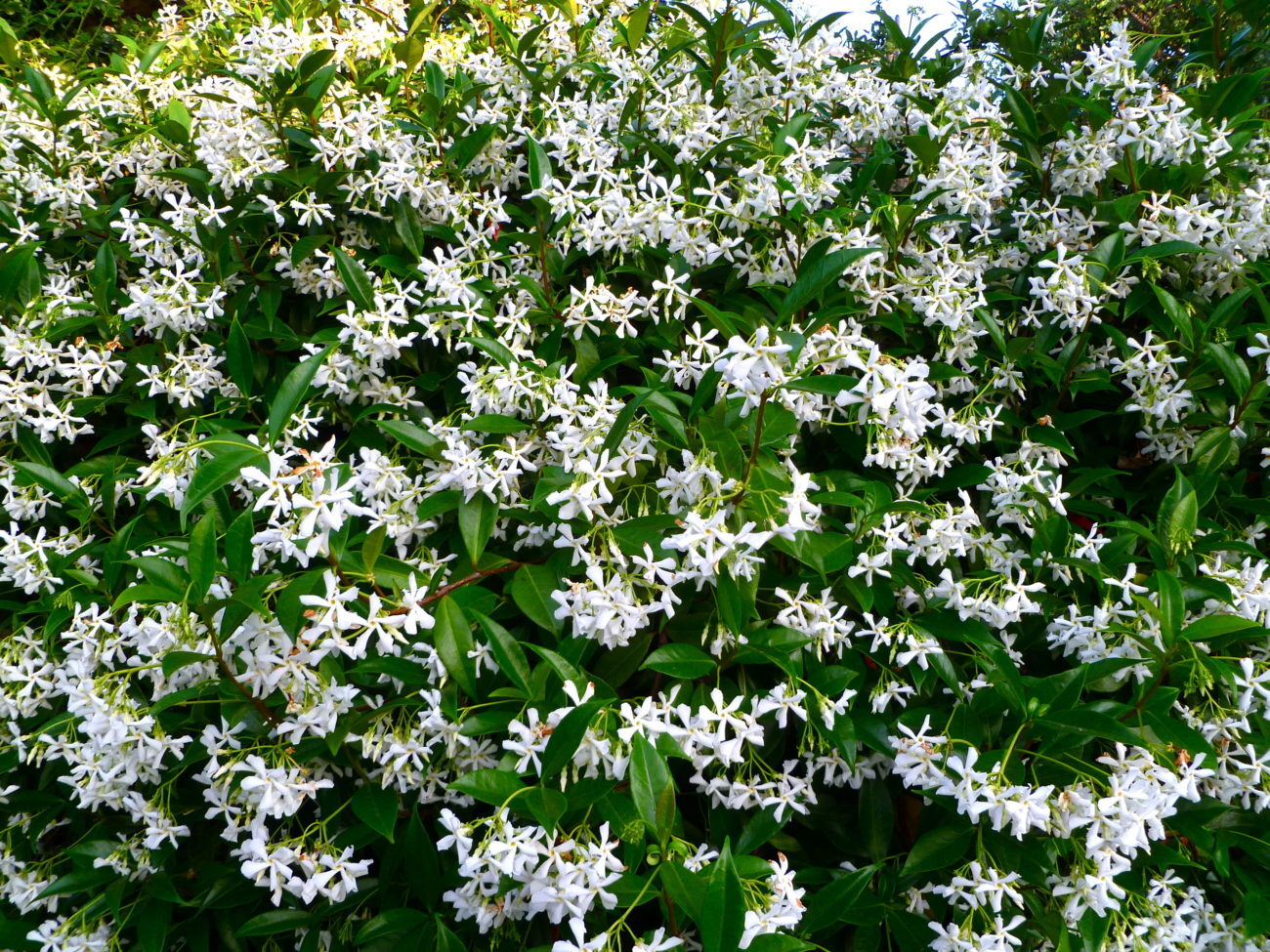 Trachelospermum jasminoides MADISON HARDY JASMINE Seeds! gallery