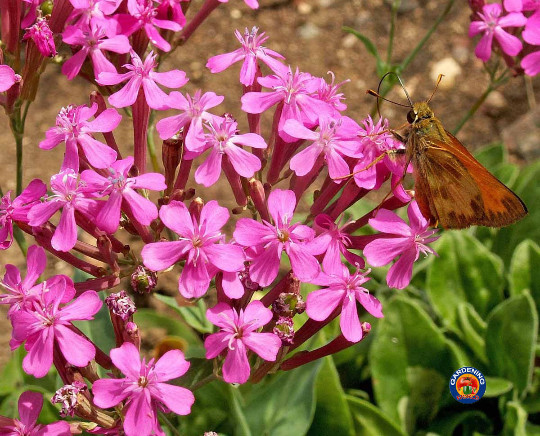 5000 Catchfly Silene armeria Flower Seeds gallery