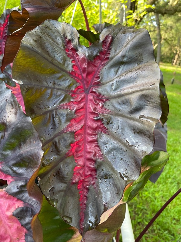 Colocasia Redemption / Elephant Ear – Large 1 Gallon Size - Largest on eBay!! gallery