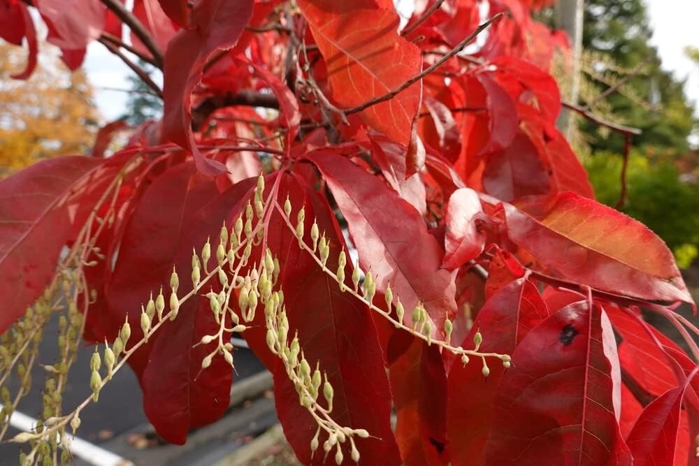 Sourwood Tree Seedlings gallery
