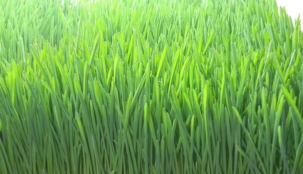 Barley Seed Catgrass Sprouting Grain Fodder Cover Crop Livestock Feed NON-GMO gallery
