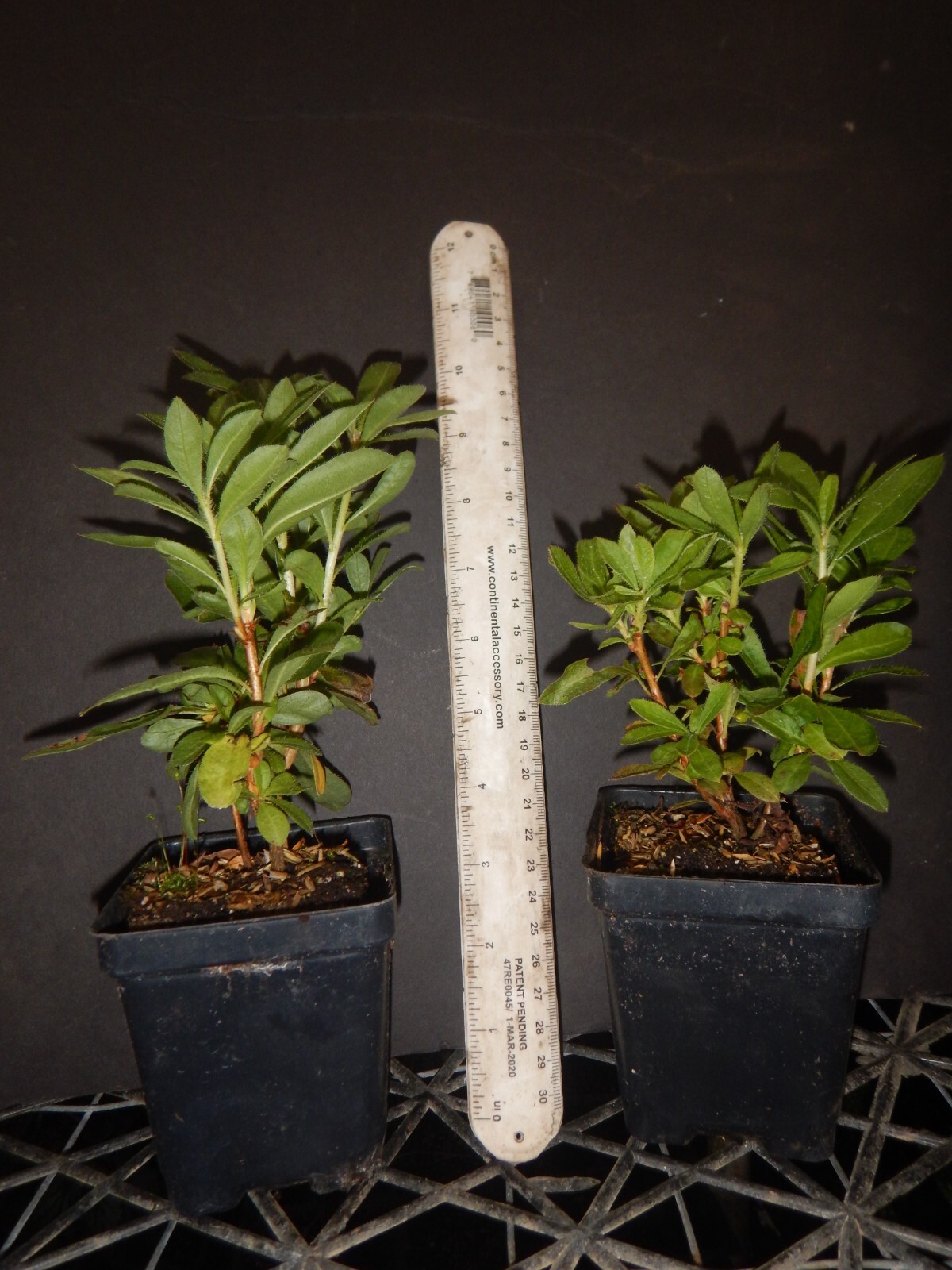 FRONTIER GOLD~Aromi Azalea Rhododendron Hybrid~Well Rooted Plant~MAY BE DORMANT! gallery