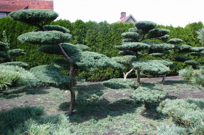 Eastern Red cedar, Juniperus virginiana, Tree Seeds gallery