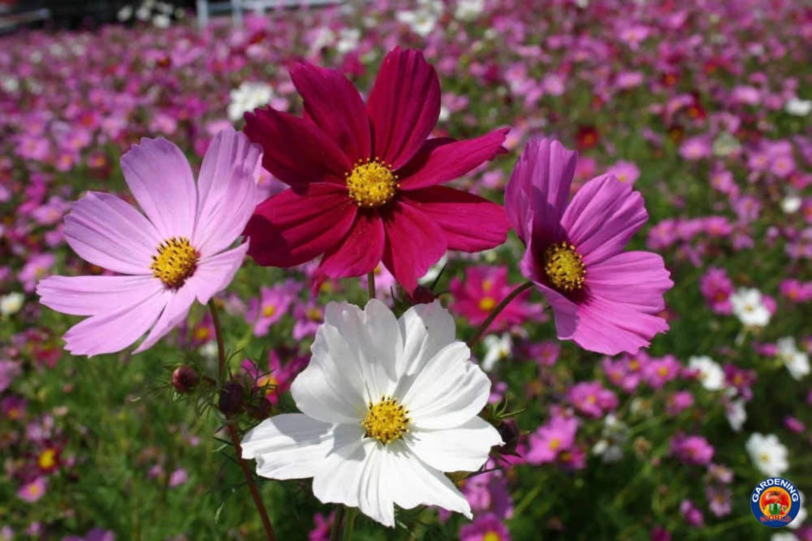 250 Sensation Cosmos Seeds – Classic Cosmos – Easy to Grow & Long Blooming gallery
