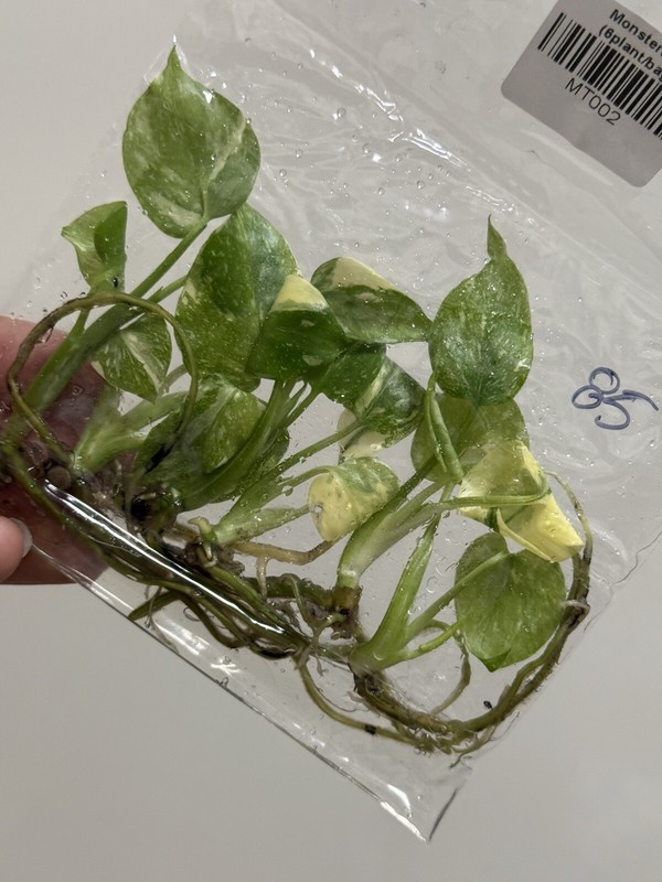 6 Variegated Monstera Thai Constellation TC Bag gallery
