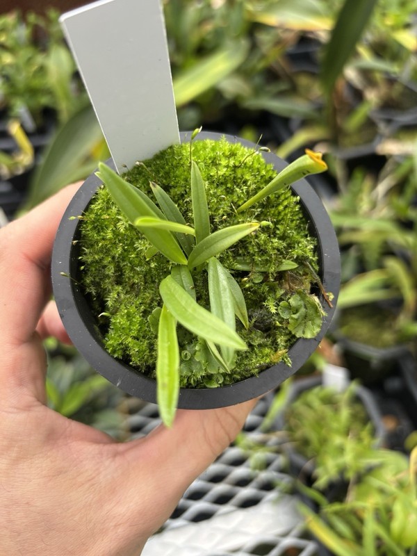 Masdevallia leucantha Rare Miniature Orchid Species Bloom Size gallery