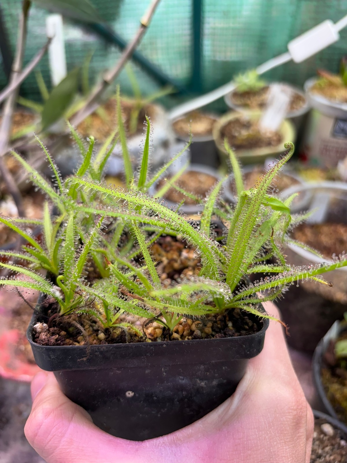 Drosera regia SG, King Sundew Temperate Carnivorous South African Plant gallery