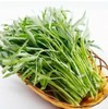 2025Aug. NEW! water spinach ong choy 4000+ seeds （200g） Vegetable gallery