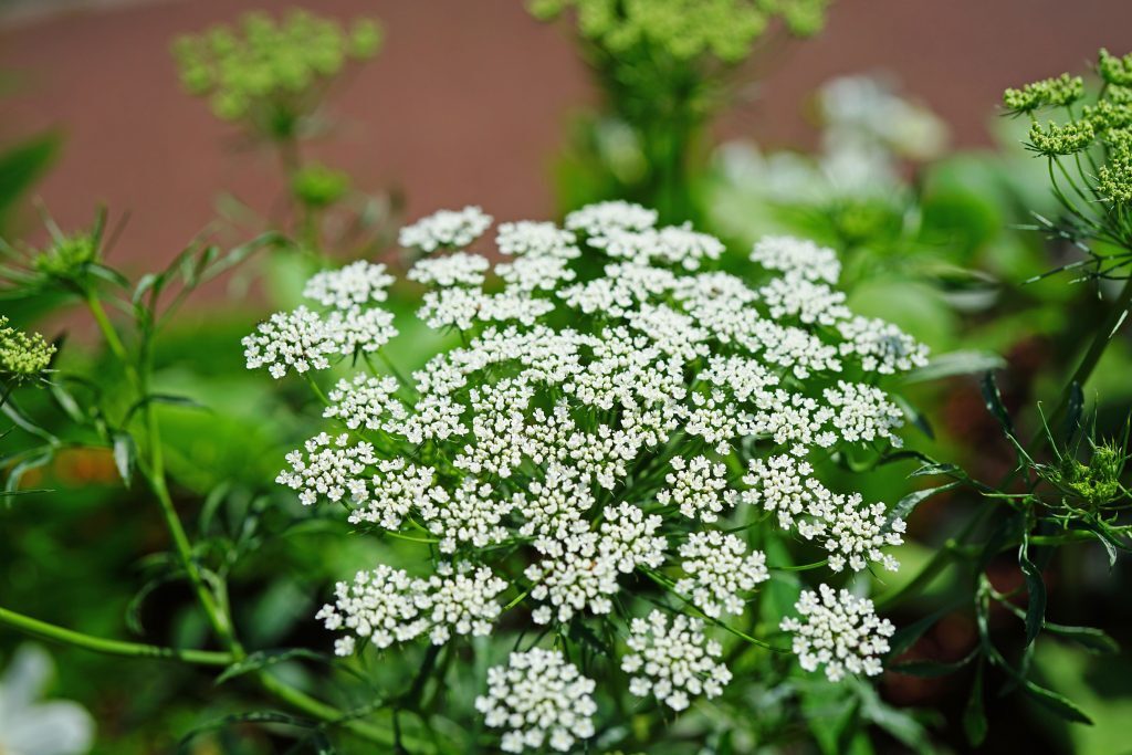 500+ Bishops Flower | False Queen Anne's Lace Seeds | Non-GMO gallery