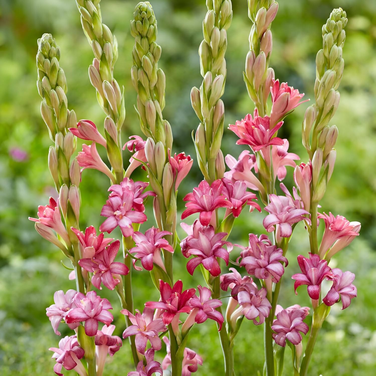Hybrid And Red Tuberose/Rajnigandha Flower Live bulbs pack of 8 bulb gallery