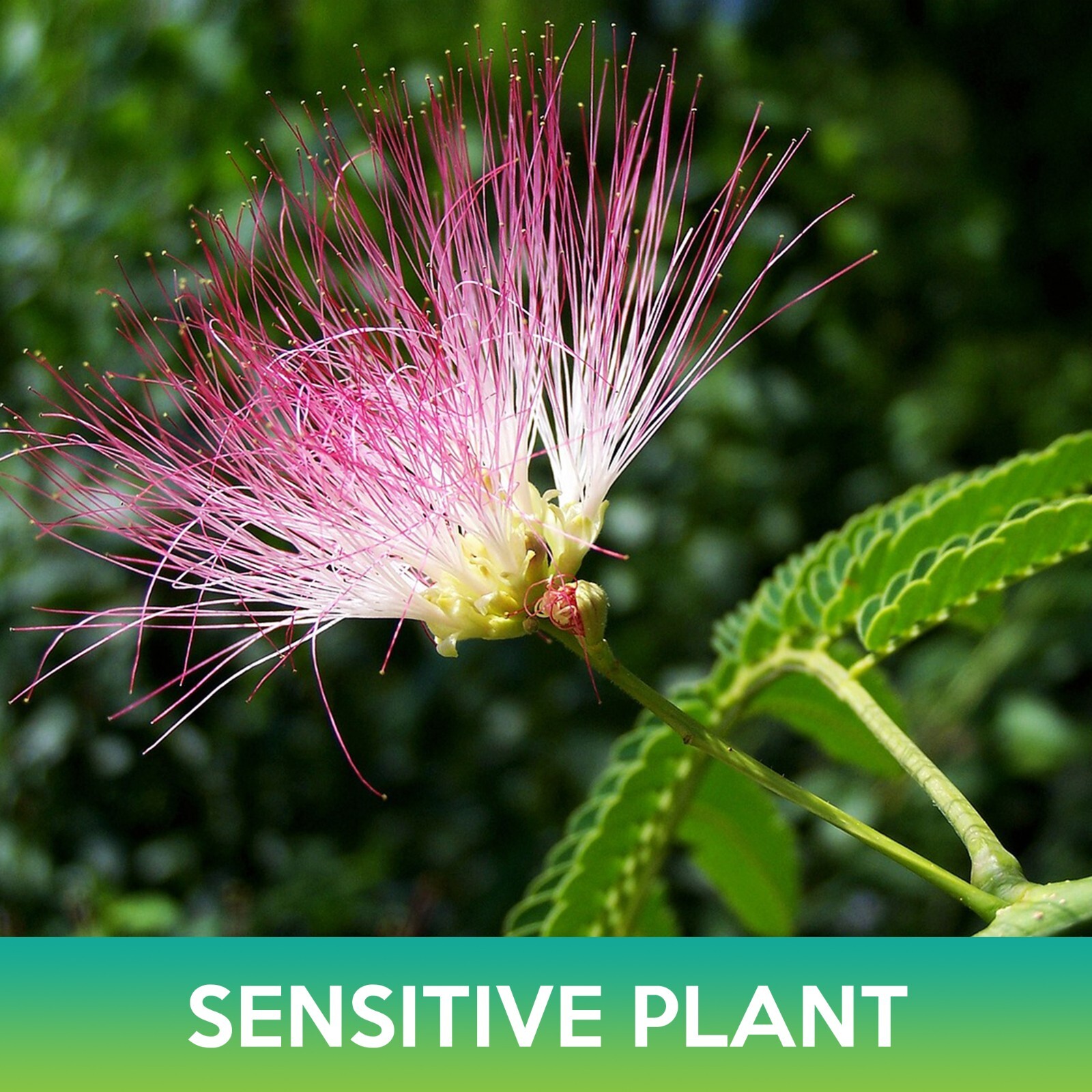 Sensitive Plant Seeds, Mimosa pudica gallery