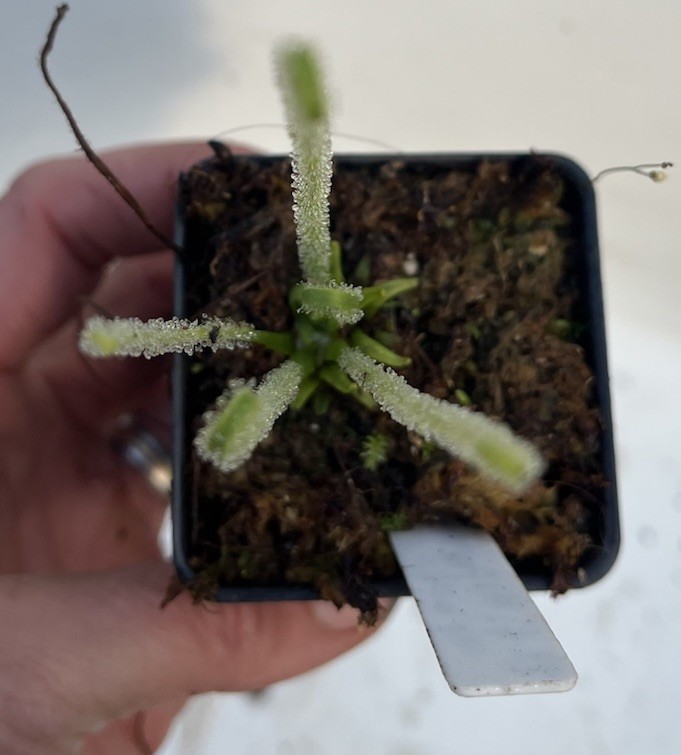 Drosera Filliformis Tracyii Sundew Small Potted Division gallery