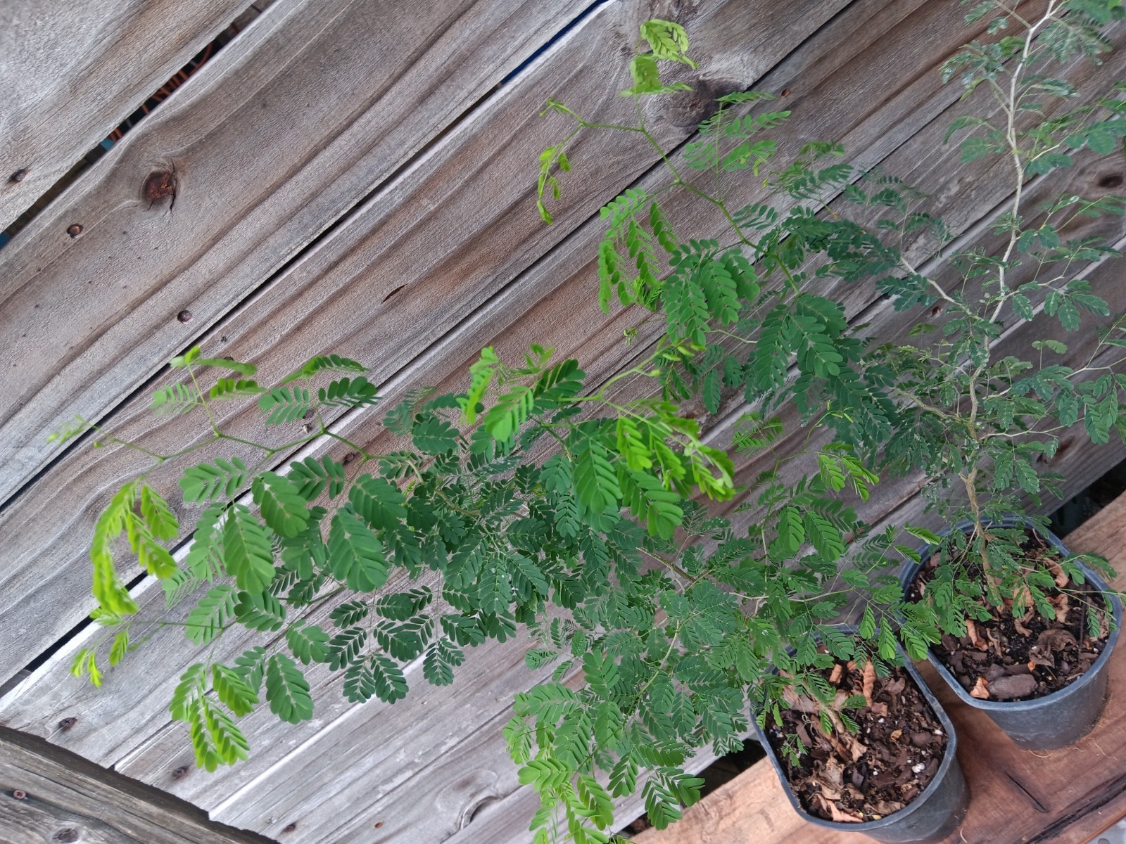 Brazilian Raintree - Chloroleucon tortum - Pre Bonsai Starter Stock gallery