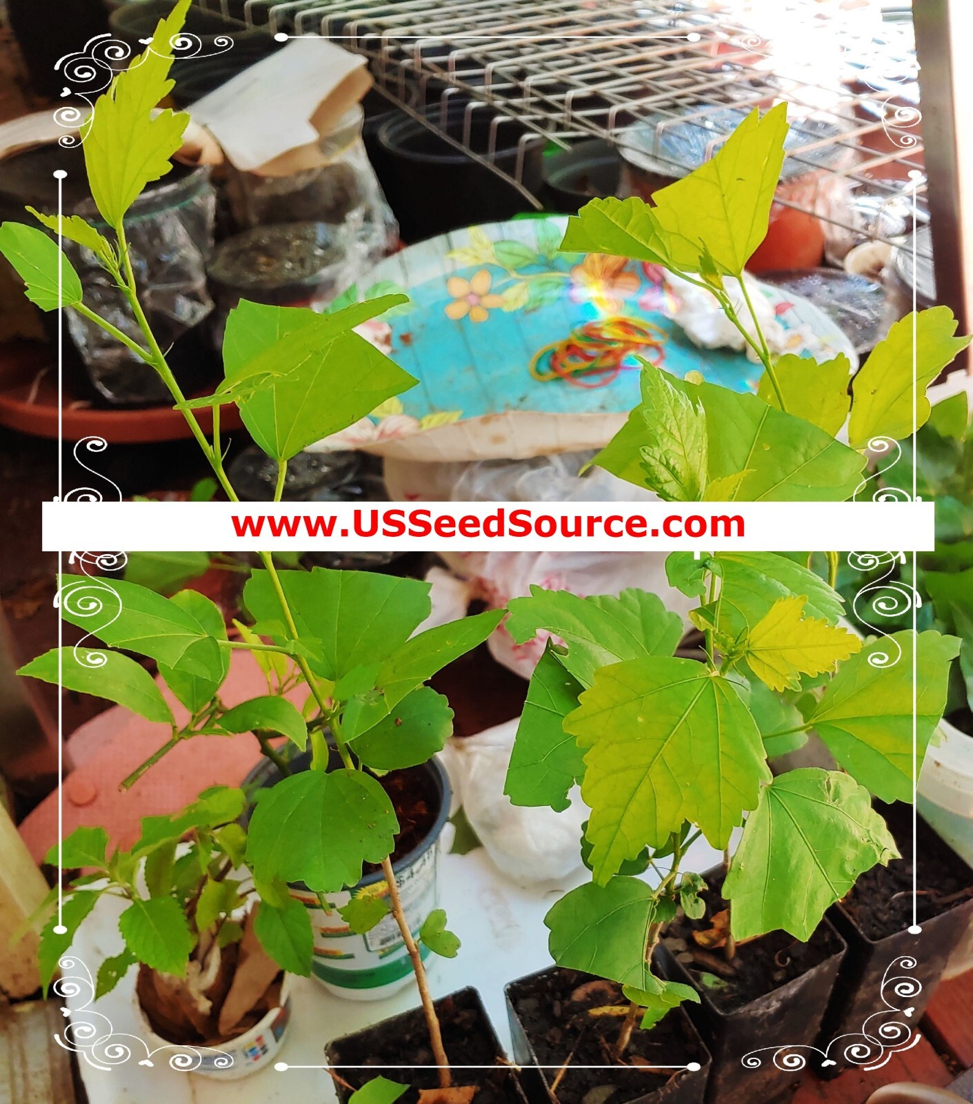 🌺🌺 MADAGASCAR hibiscus MOSCHEUTOS mallow Malvaceae STARTER Live PLANT US ship gallery