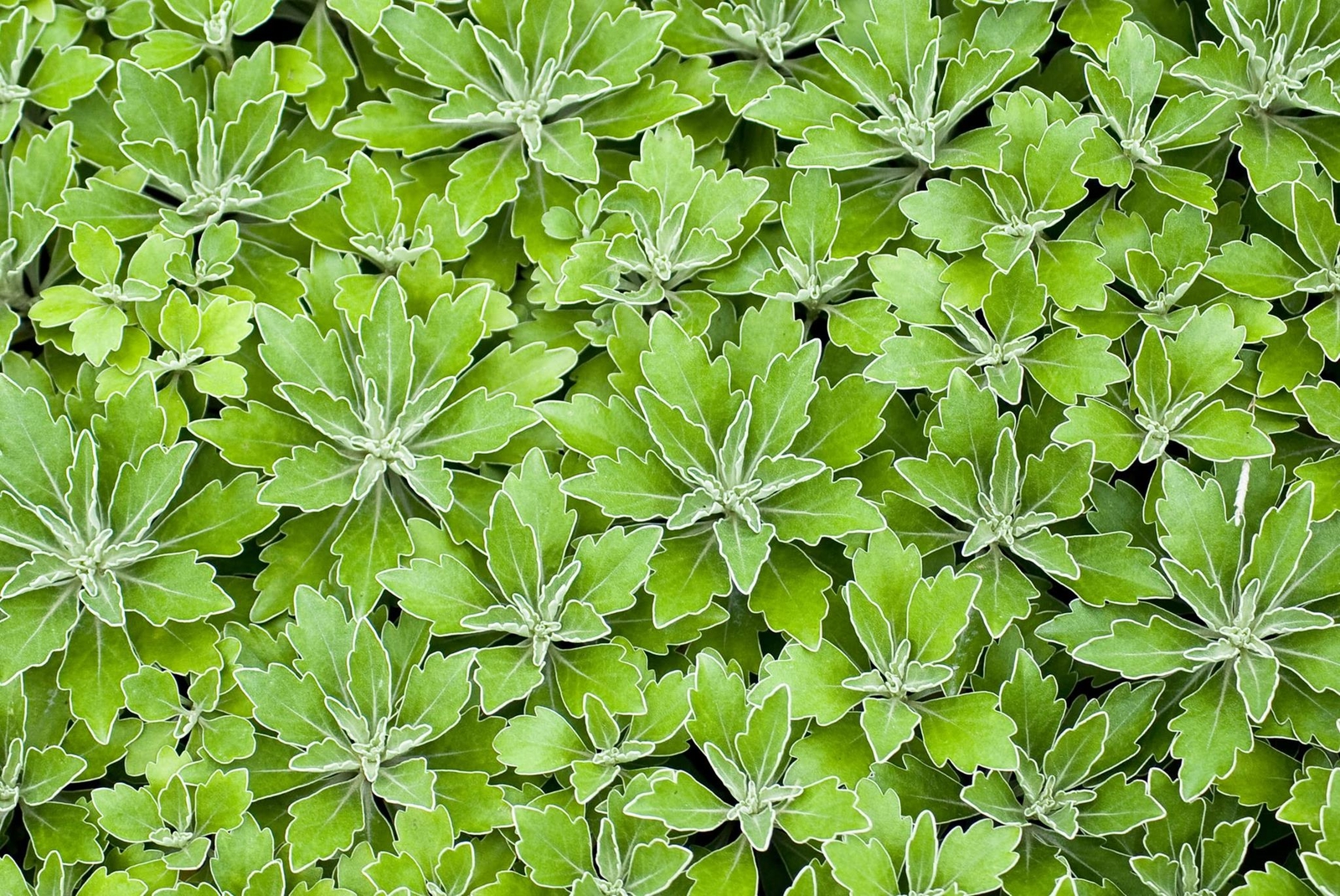 Lambsquarters, Lamb's Quarters Seeds for Planting (100 Seeds) - Chenopodium Albu gallery