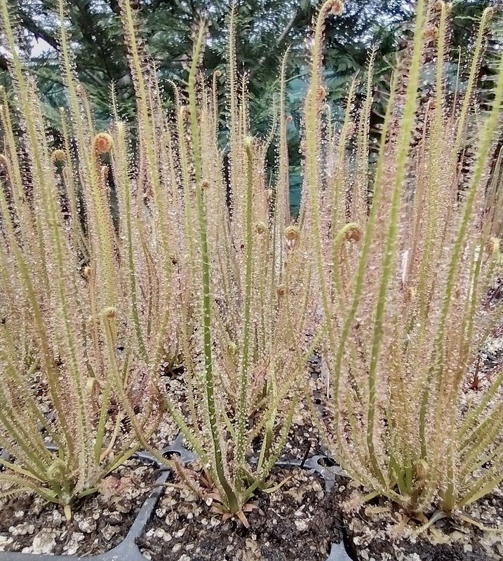 Drosera Filiformis gallery