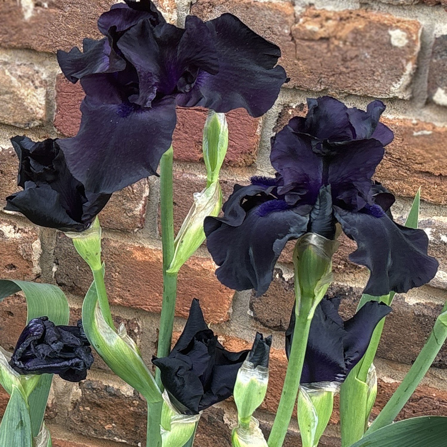 Ghost Train Bearded Iris Plant Quart Pot | Black Flowers Perennial gallery
