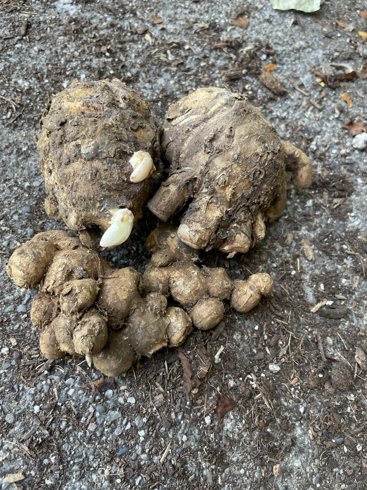 Sprouted 2 Roots Black Ginger 2 Roots Black Turmeric For Planting And Cooking gallery