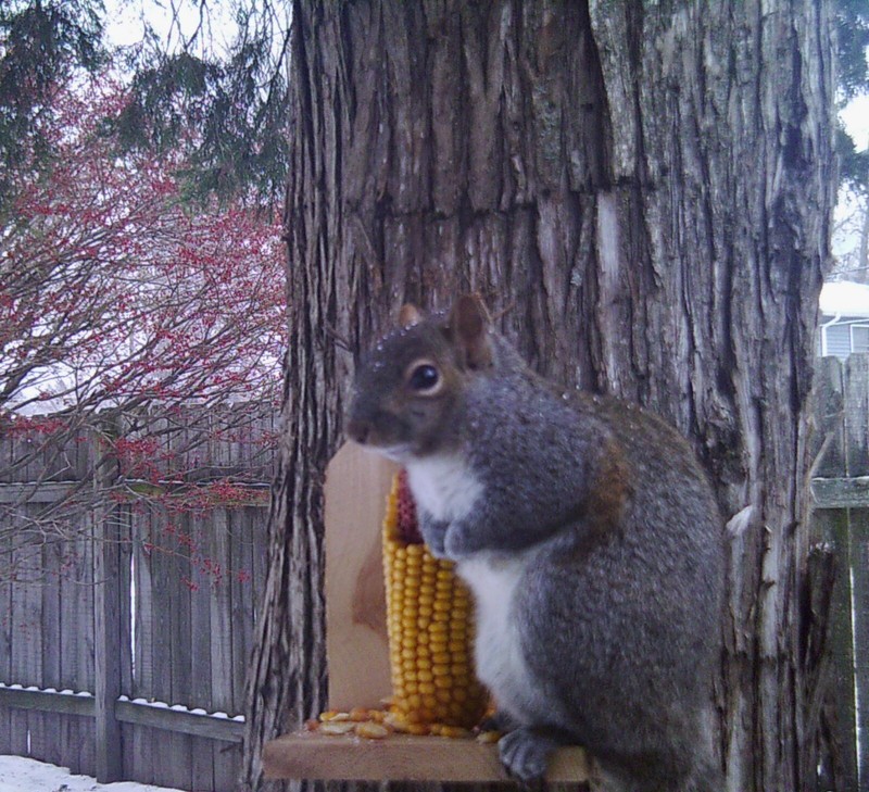Corn on the Cob Squirrel, Bird, Rabbit, Feed 18 lb just harvested gallery