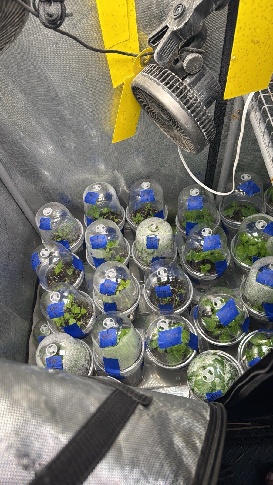 All Varieties!! 5 Pepper Plants!! 1 Type Per Container!! Ready To Ship!! gallery