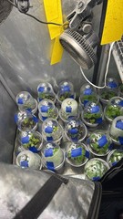 All Varieties!! 5 Pepper Plants!! 1 Type Per Container!! Ready To Ship!!
