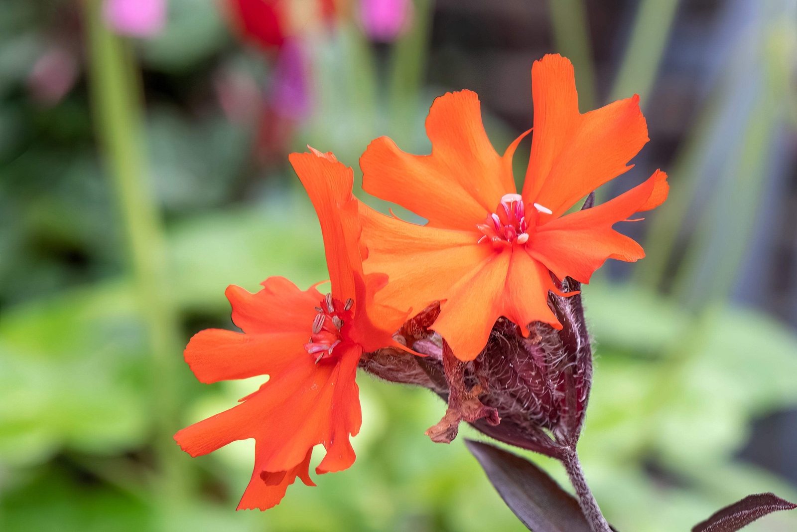 25 VESUVIUS CAMPION Red Orange Lychnis Arkwrightii Catchfly Flower Seeds *CombSH gallery