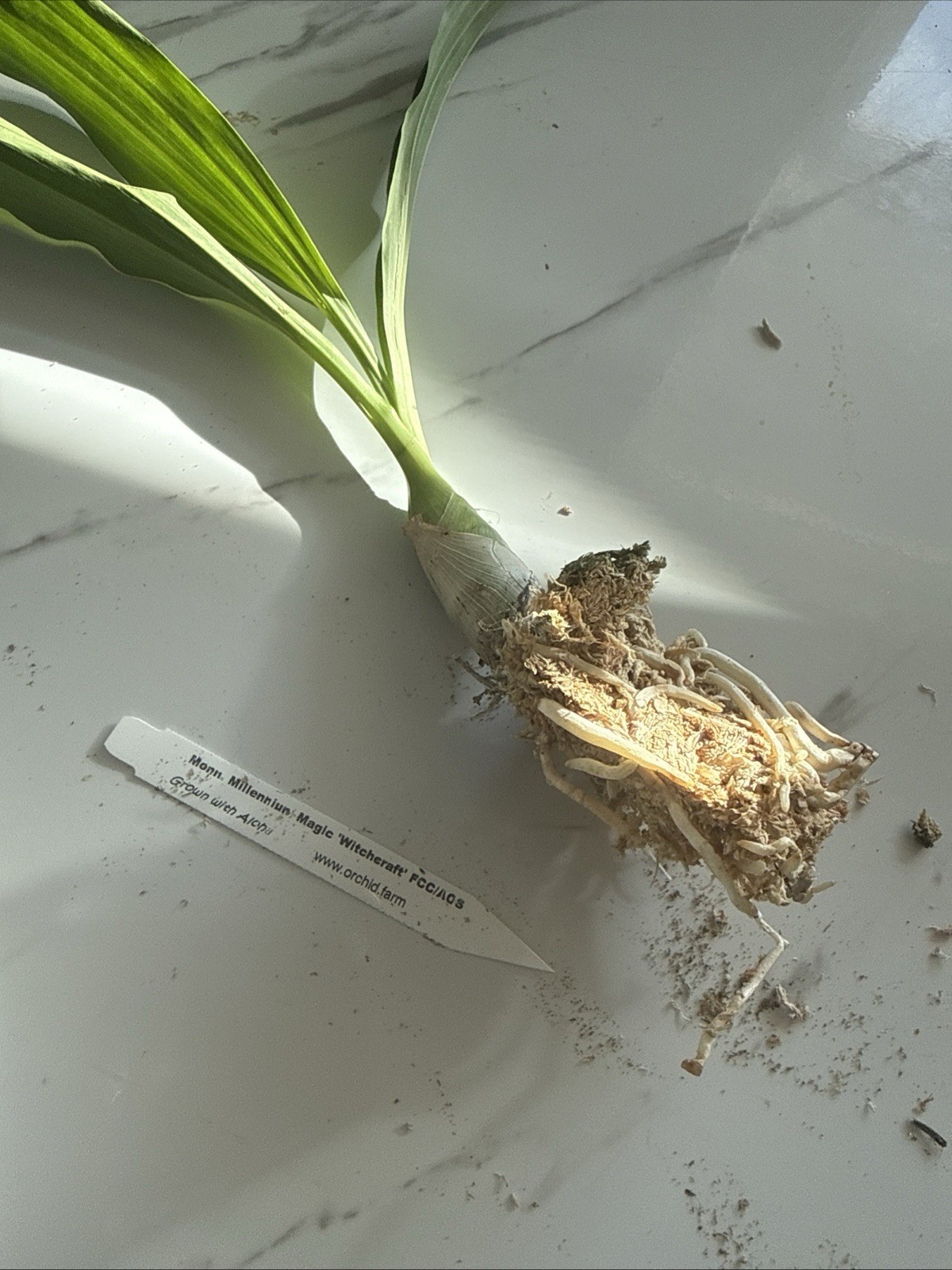 ORCHID PLANT Magic Mill 1 bulb bare root gallery