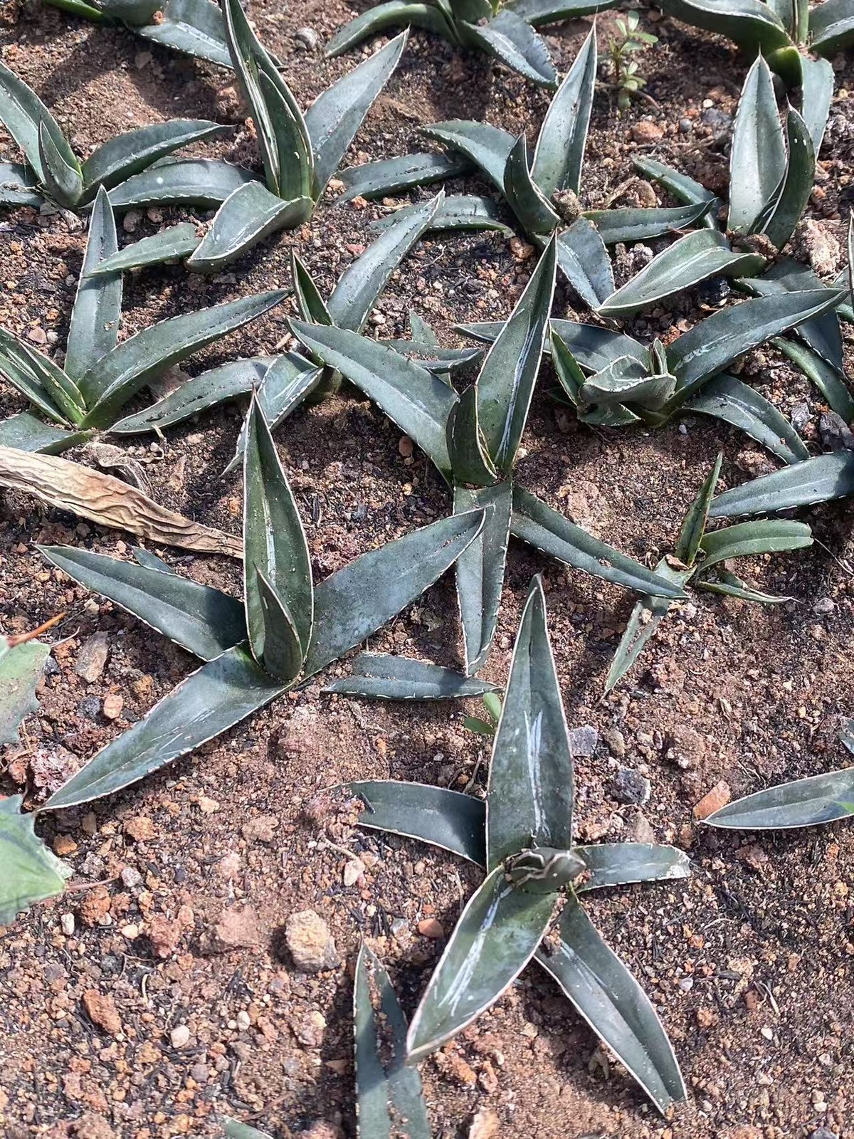 8-13cm Agave nickelsiae RareAgave Succulent Plant Garden Décor Boutique gallery