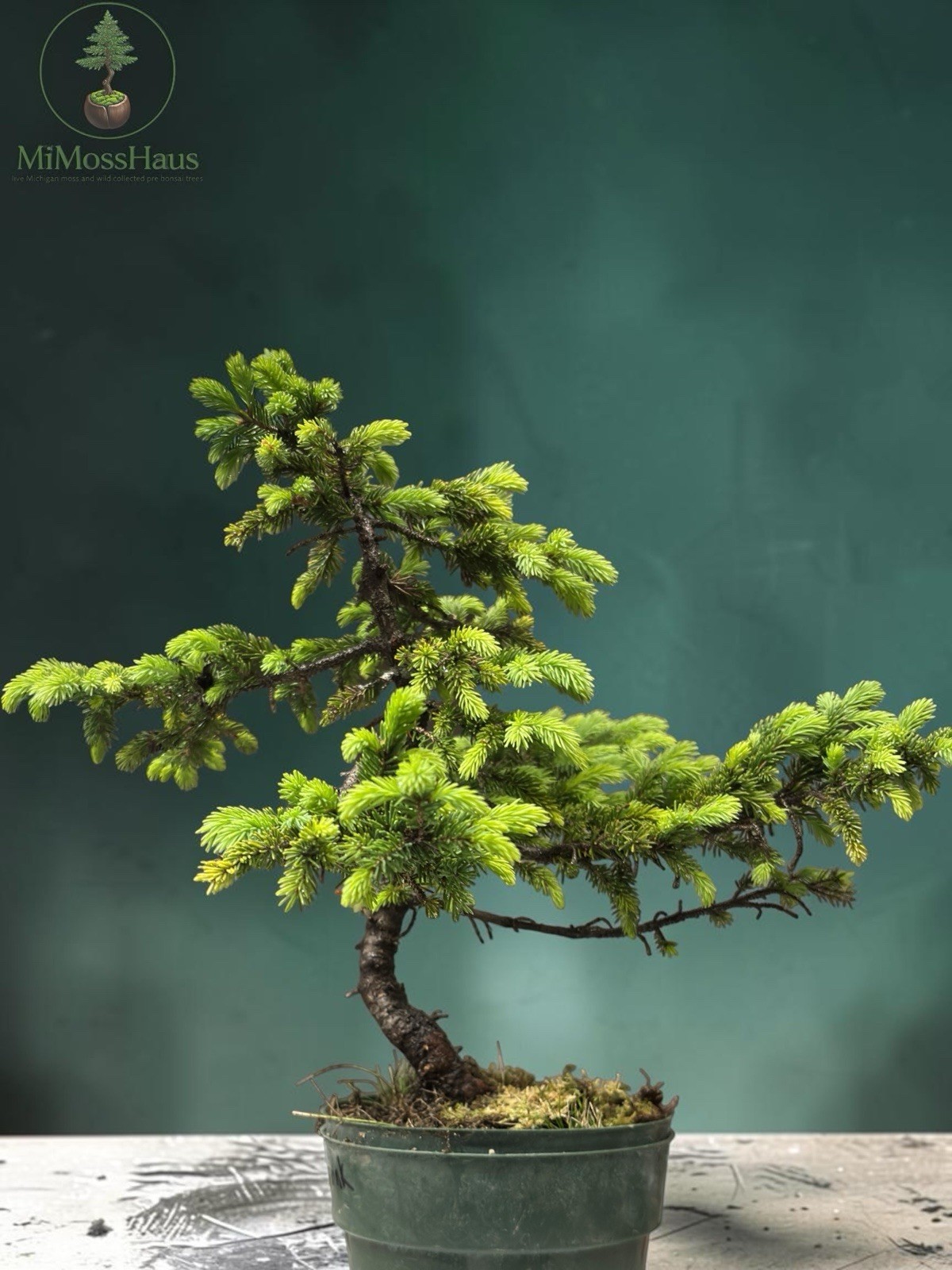 13” black Spruce Wild Collected Pre Bonsai Raw Material gallery